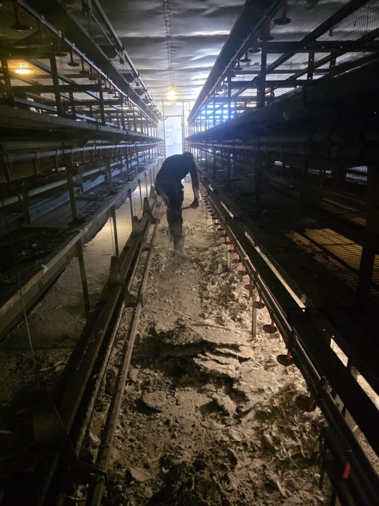 Sprzątanie kurników